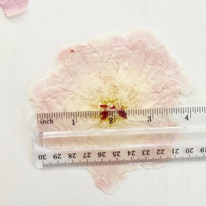 May include: A pressed, dried flower petal in shades of pale pink and cream, featuring a central cluster of deep magenta stamens. A clear plastic ruler is placed across the center, showing the flower measures approximately 3.5 inches in width.