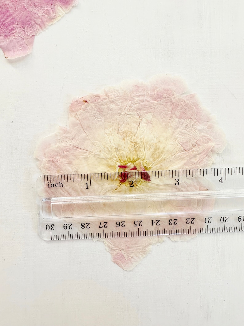 May include: A pressed, dried flower petal in shades of pale pink and cream, featuring a central cluster of deep magenta stamens. A clear plastic ruler is placed across the center, showing the flower measures approximately 3.5 inches in width.
