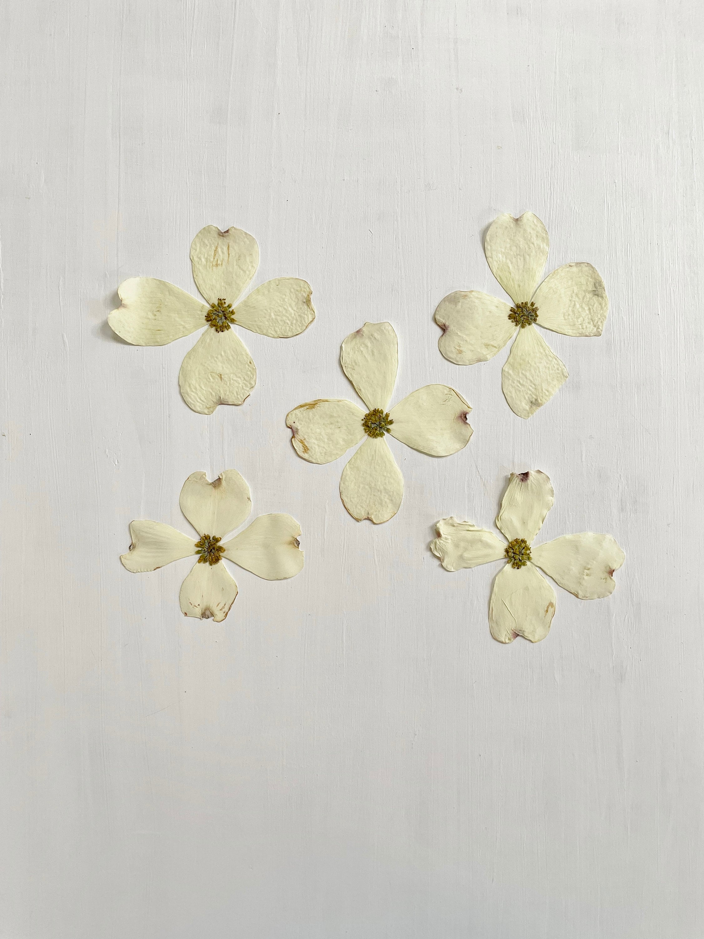 Pressed dogwood flowers - 5 XL size beige white cornus flowers -real flowers -crafts, resin, jewelry, wedding, candles, soap (F/DOGW 2)