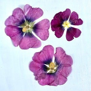 Fleurs de rose trémière pressées - 3 vraies fleurs d'Alcea Rosea - blanc rose - travaux manuels, résine, bijoux, mariage, bougies, cartes, décoration de gâteau (F/HOLL 1)