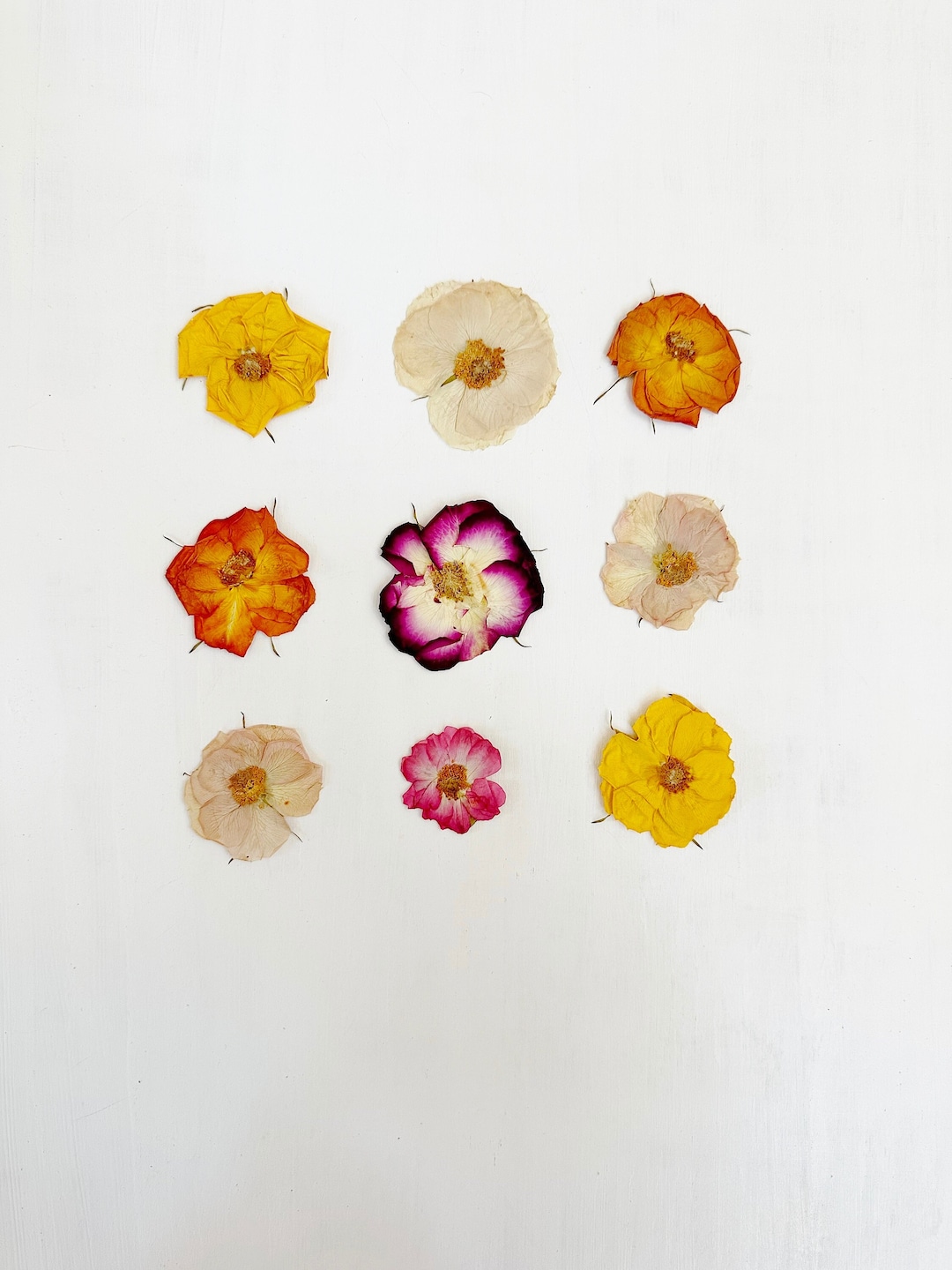 Pressed Roses - 9 Real Flowers - Small Whole Roses - Multicolor Mix ...