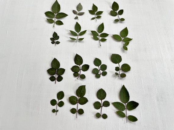 Pressed Dried Rose Leaves 16 Real Rose Leaves Foliage Grown in USA for  Crafts, Resin, Jewelry, Candles, Wedding Decor L/ROSE 1 