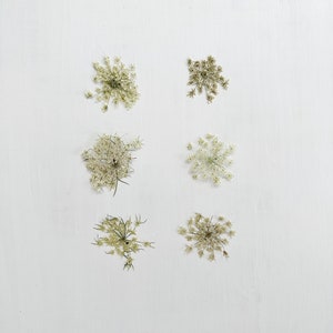 Pressed Queen Anne&#39;s Lace - 6 umbels of real Daucus carota flowers - green and white - crafts, resin, jewelry, wedding, candles (F/QUEE 2)