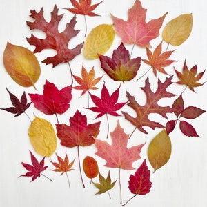 Pressed autumn leaves - real dried fall foliage - 25 red and yellow leaves grown in USA- pressed leaves for crafts, resin (L/AUTU 1)