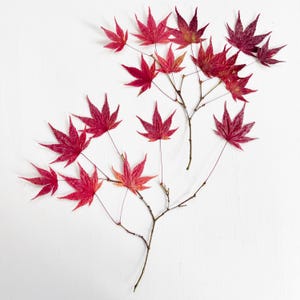 Pressed Japanese maple leaves - real foliage - 2 branches of red maple leaves - crafts,resin, jewelry, wedding, Thanksgiving (L/MAPL 13)