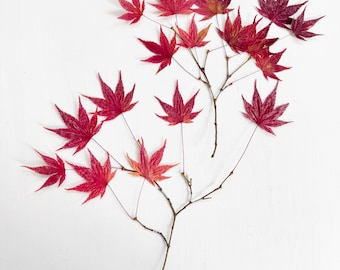 May include: A pressed Japanese maple branch featuring multiple delicate, star-shaped leaves in vibrant shades of deep crimson, magenta, and hints of orange. The thin, woody stems branch out, displaying the intricate veining of the autumn foliage.