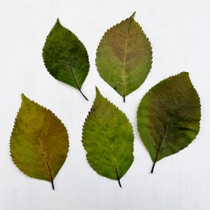 May include: Five green and brown leaves with serrated edges are arranged on a white surface. The leaves vary in shades of green and brown, with visible veins. The leaves are likely from a tree and are in a natural state.