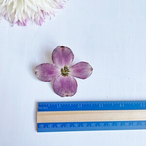 May include: A single, light purple flower with four petals and a yellow center. The flower is about 2 inches in diameter and is lying on a white surface. A blue ruler with inch markings is visible below the flower.
