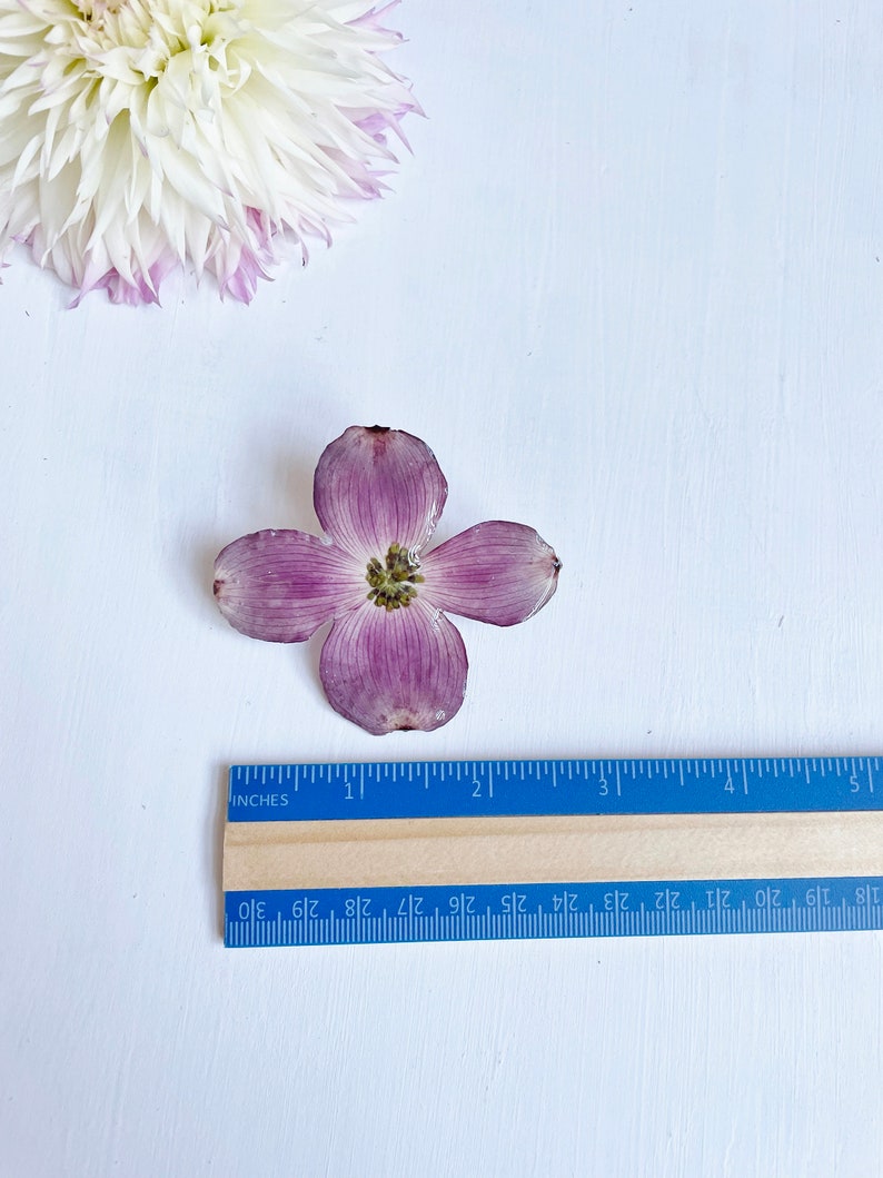 May include: A single, light purple flower with four petals and a yellow center. The flower is about 2 inches in diameter and is lying on a white surface. A blue ruler with inch markings is visible below the flower.