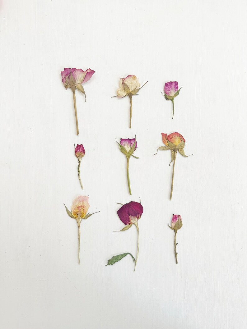 Pressed Roses on Stem - 9 Small Roses Cut in Half - Mixed Colors - Real ...