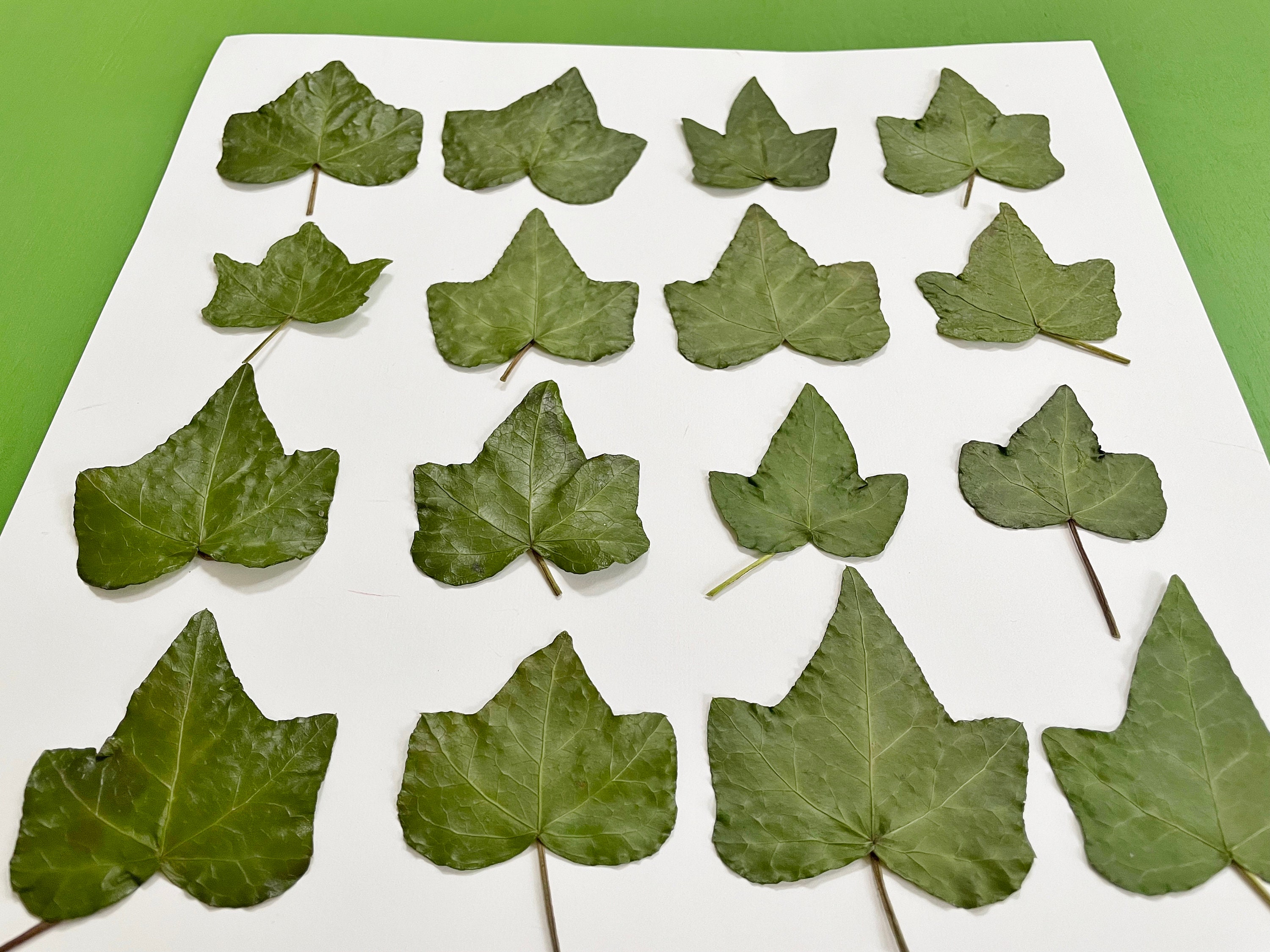Ivyl Pressed Ivy Leaves - 16 Real Ivy Grown in Princeton, NJ - Green Ivy ...