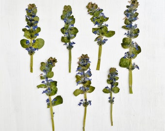 Pressed bugleweed flowers - 7 stems of real dried ajuga reptans - blue and green - crafts, resin, jewelry, wedding decor, candle (F/BUGL 1)