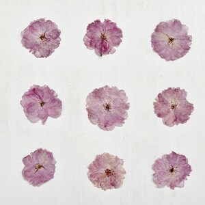 押し花の桜 - 本物のプルナスの花 - 工芸品、樹脂、ジュエリー、結婚式の装飾、キャンドル作りのための大きな花 9 個 (F/PRUN 1)