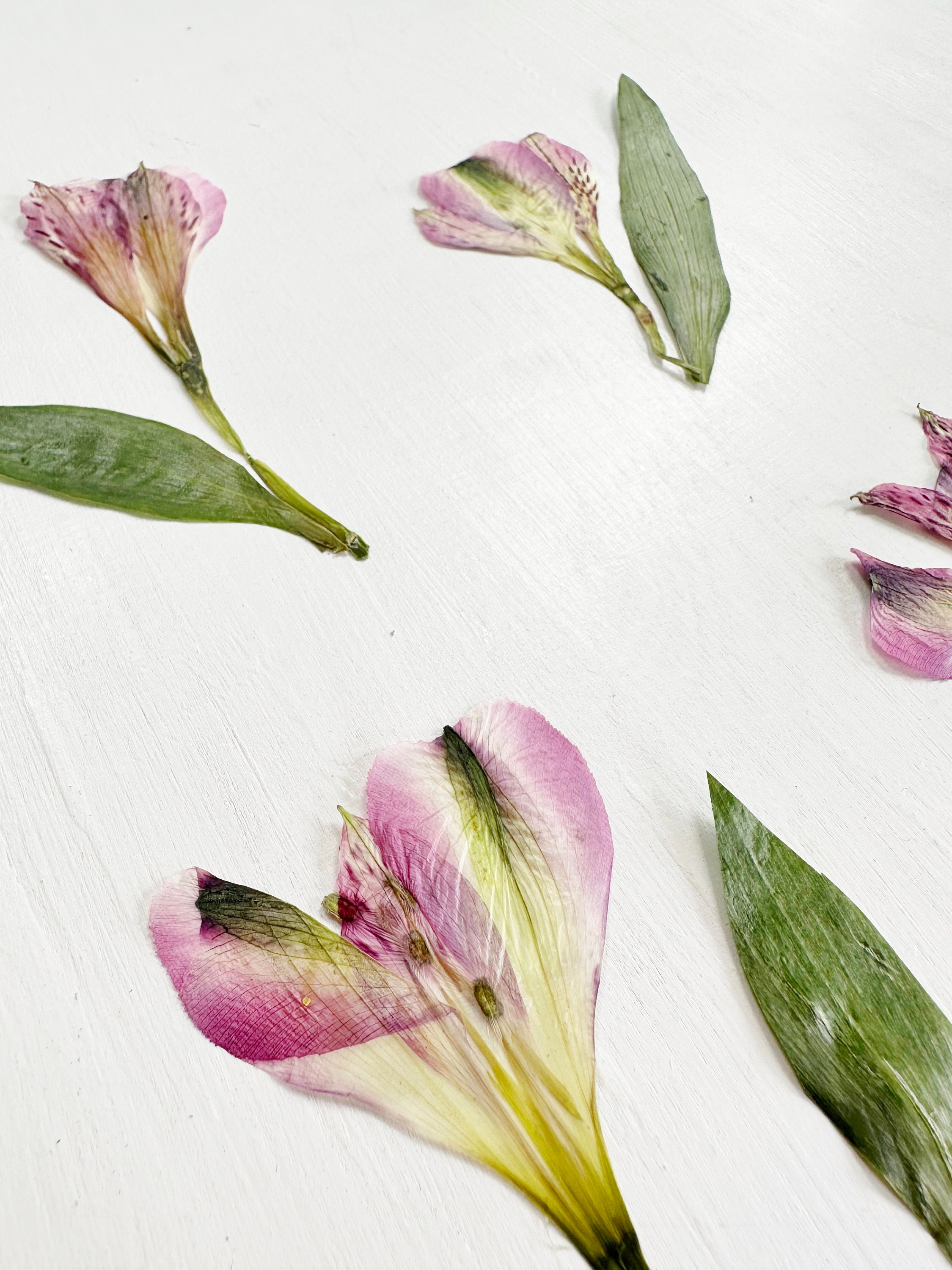 Wedding, Alstroemeria Etsy Lily Stems Jewelry, F/ALST 4 Real Pink of Resin, 1 Flowers - Crafts, Candle, Pressed Cards Peruvian Flowers