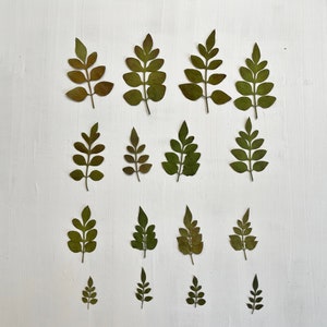 Pressed jasmine leaves - real dried foliage - 16 assorted leaves - for crafts, resin, jewelry, wedding decor, candles (L/JASM 1)