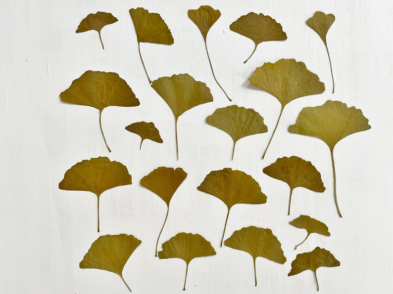 Pressed ginkgo leaves yellow and green ginko biloba 20 leaves grown in USA garden crafts, resin, jewelry, cards, wedding L/GINK 1 image 8