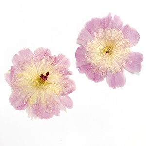 May include: Two pressed flowers with light pink outer petals and a pale yellow center. The flower on the left features a small dark maroon accent at the very center, while the flower on the right has a uniform pale yellow center.