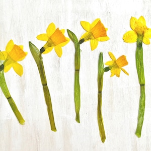May include: Six yellow daffodils with green stems arranged in a row on a white wooden background.