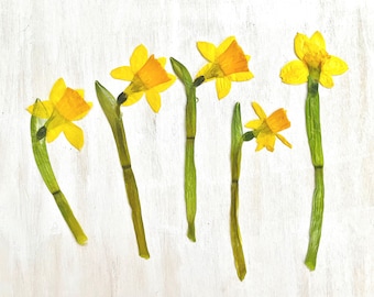 Pressed mini daffodils with stem - 5 real yellow flowers - March birth flower - for crafts, resin, jewelry, wedding, Easter (F/DAFF 1)