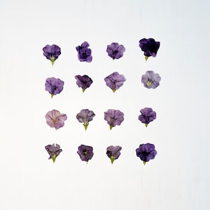 Pétunia pressé - 16 mini clochettes violettes - vraies fleurs séchées - travaux manuels, résine, bijoux, mariage, bougies, fabrication de cartes (F/PETU 3)