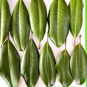 Fresh magnolia leaves - 10 glossy green leaves of Southern magnolia tree - harvested to order - Christmas holidays decor (FR/MAGN 1)