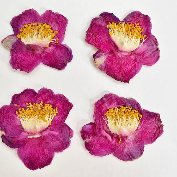 Dried Flowers Resin Etsy