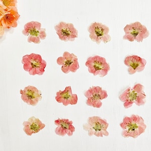 Pressed quince flowers - real chaenomeles Japanese quince blossoms - crafts, resin, jewelry, wedding, candle, card (F/CHAE 1)