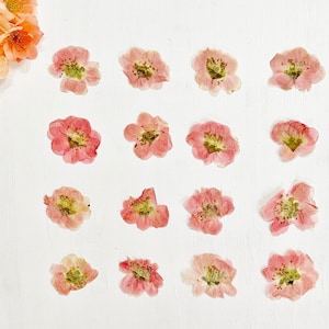 Flores de marmelo prensadas - 16 chaenomeles reais Flores de marmelo japonesas - artesanato, resina, joias, casamento, vela, cartão (F/CHAE 1)