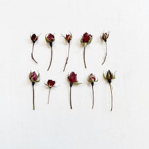 Dried mini roses on small stems - real tiny dark red rosebuds - organic grown in NJ - crafts, resin, wedding - birth flower (D/ROSE 3)