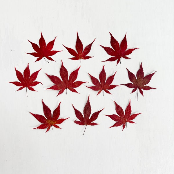 Pressed Japanese maple foliage - 10 real red Japanese Maple tree leaves - crafts, resin, candle, wedding, Thanksgiving (L/JAPA 8)