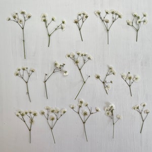 Pressed dried babys breath - 15 real white gypsophila flower clusters - crafts, resin, jewelry, wedding, Easter, baby shower (F/GYPS 1)