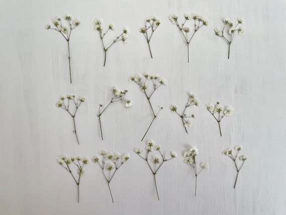 Pressed Dried Babys Breath 15 Real White Gypsophila Flower Clusters Crafts,  Resin, Jewelry, Wedding, Easter, Baby Shower F/GYPS 1 