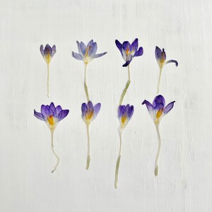 Crocus pressés - 8 vraies fleurs de crocus pressées - violet ou mélange de couleurs - travaux manuels, résine, bijoux, décoration de mariage, bougie, fabrication de cartes (F/CROC 1)