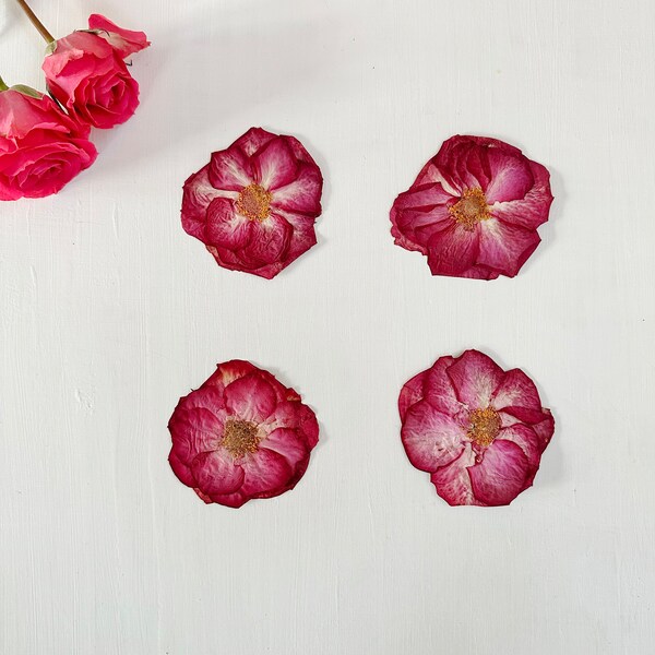 Dried White Roses - Etsy