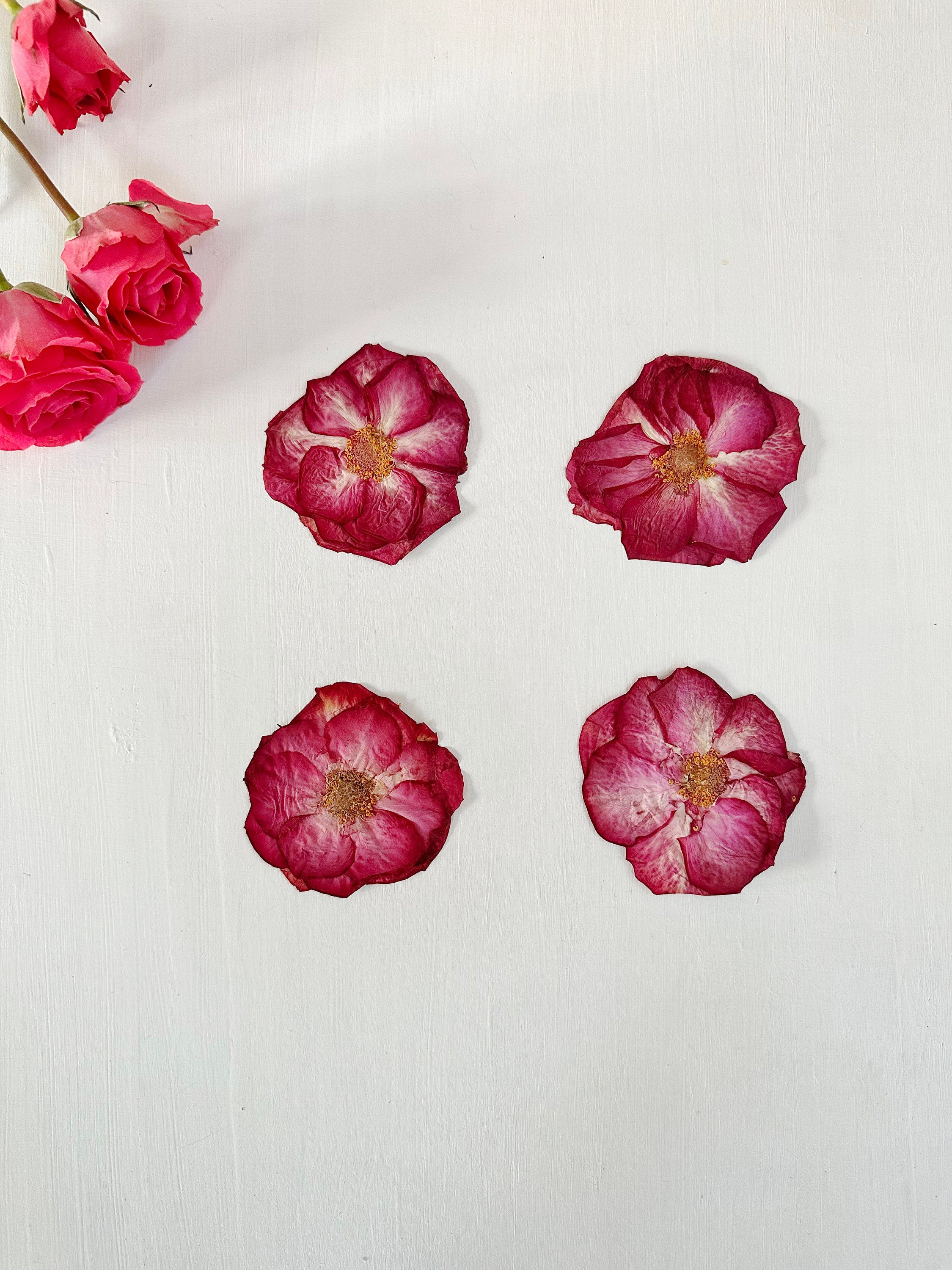 20 PCS Set Pressed Pink Flowers, Real Dried Pressed Flowers, Real Pink  Flower Stems, Preserved Pink Flat Flowers, Pressed Dry Flower Stems 