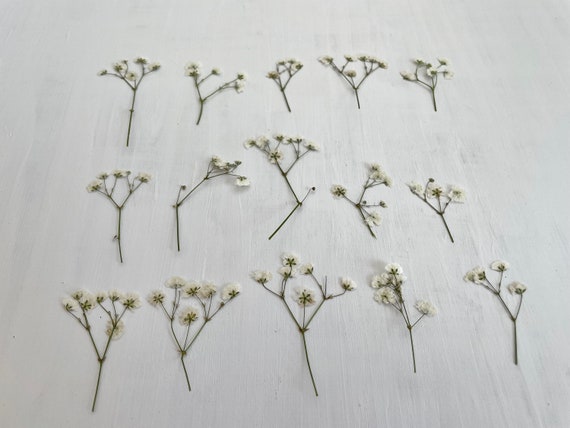 Pressed Dried Babys Breath 15 Real White Gypsophila Flower - Etsy