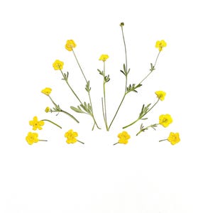 Pressed buttercup flowers - real yellow buttercup flowers - wild flowers grown in NJ - crafts, resin, jewelry, wedding, candle (F/BUTT 1)