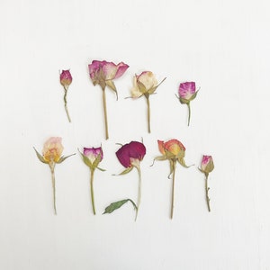 May include: An overhead shot of dried rose buds and blooms in various stages of opening. The flowers range in color from deep burgundy to pale pink and cream, with green stems. The arrangement is set against a white background.