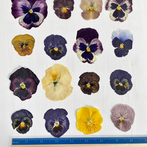 Pressed pansies 16 real dried large pansy flowers color mix crafts, resin, jewelry, wedding, candle, card making, cake F/PANS 1 image 6