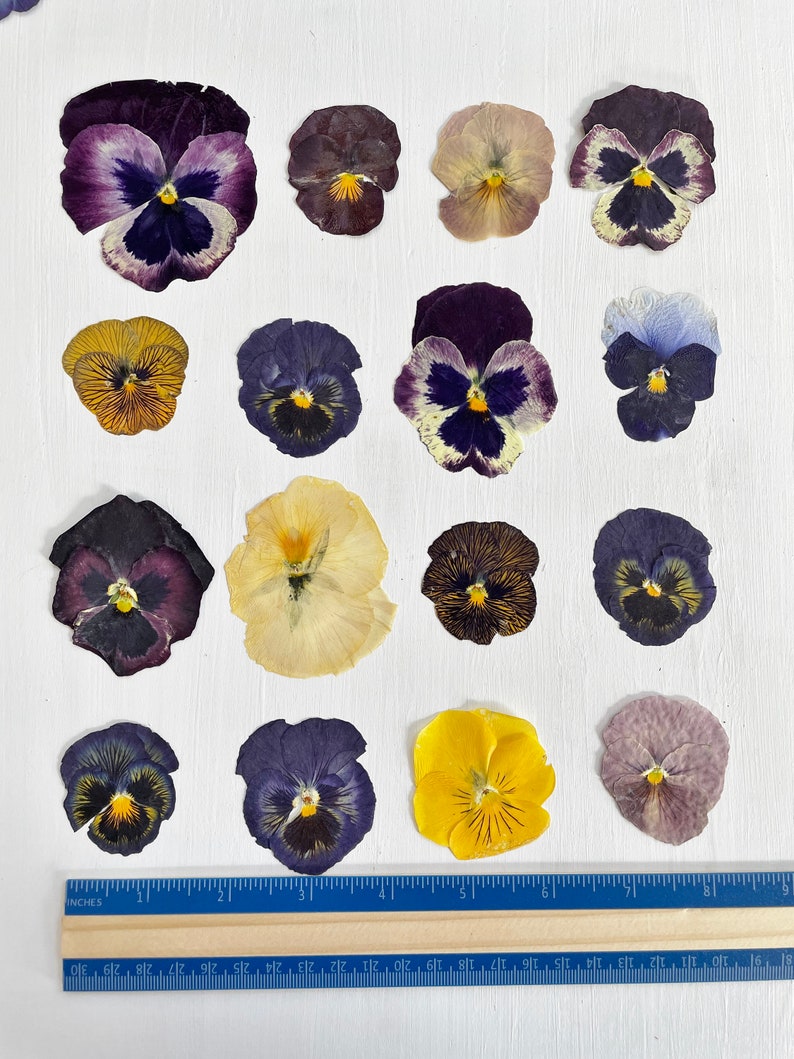 Pressed pansies 16 real dried large pansy flowers color mix crafts, resin, jewelry, wedding, candle, card making, cake F/PANS 1 image 6