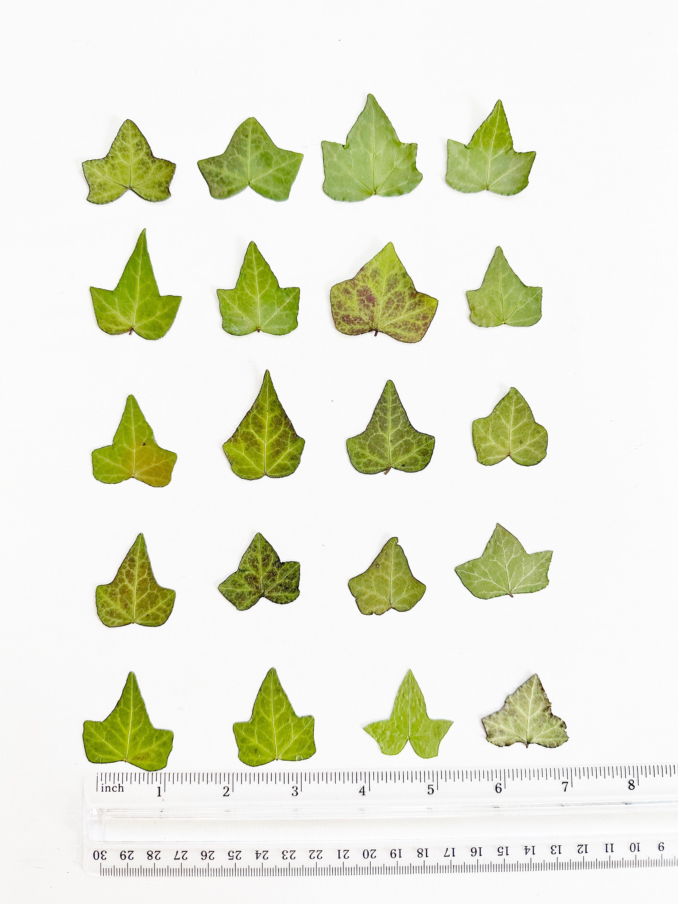 Ivyl Pressed Ivy - 20 Small Real Ivy Leaves Grown Organically in Princeton ...