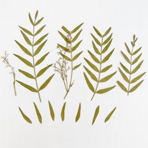Feuilles pressées de piment du Japon - véritable feuillage de Zanthoxylum piperitum - 4 feuilles - travaux manuels, résine, bijoux, cartes, mariage (L/PEPP 1)