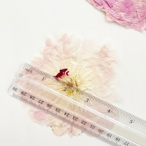 Pressed peony flower - real flower from my NJ garden - 1 large flower - pressed for crafts, resin, jewelry, wedding decor (F/PEON 1) image 6