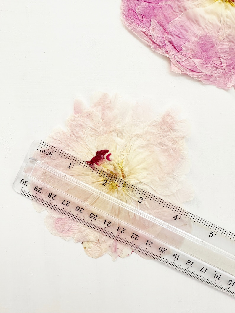 Pressed peony flower - real flower from my NJ garden - 1 large flower - pressed for crafts, resin, jewelry, wedding decor (F/PEON 1) image 6