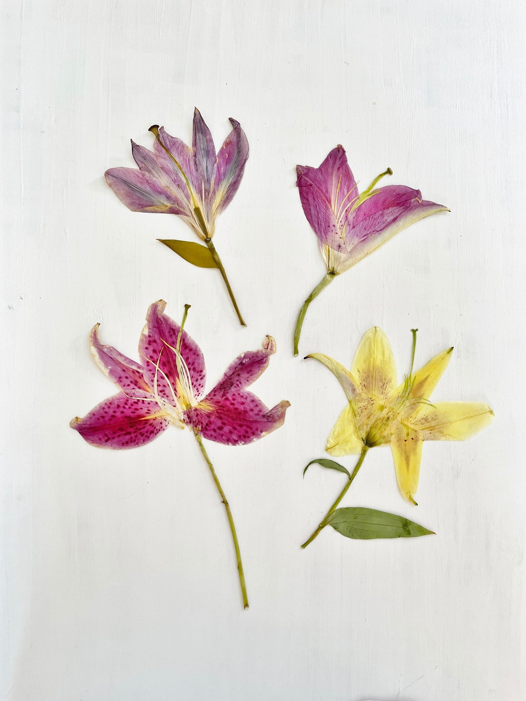 Pressed Lilies 1 Real Asiatic Lily Flower Crafts, Resin, Jewelry