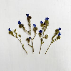 Fiori di echium pressati - 4 steli di veri fiori selvatici di Viper's Bugloss - blu scuro - artigianato, resina, gioielli, matrimonio, candele, biglietti (F/ECHI 5)