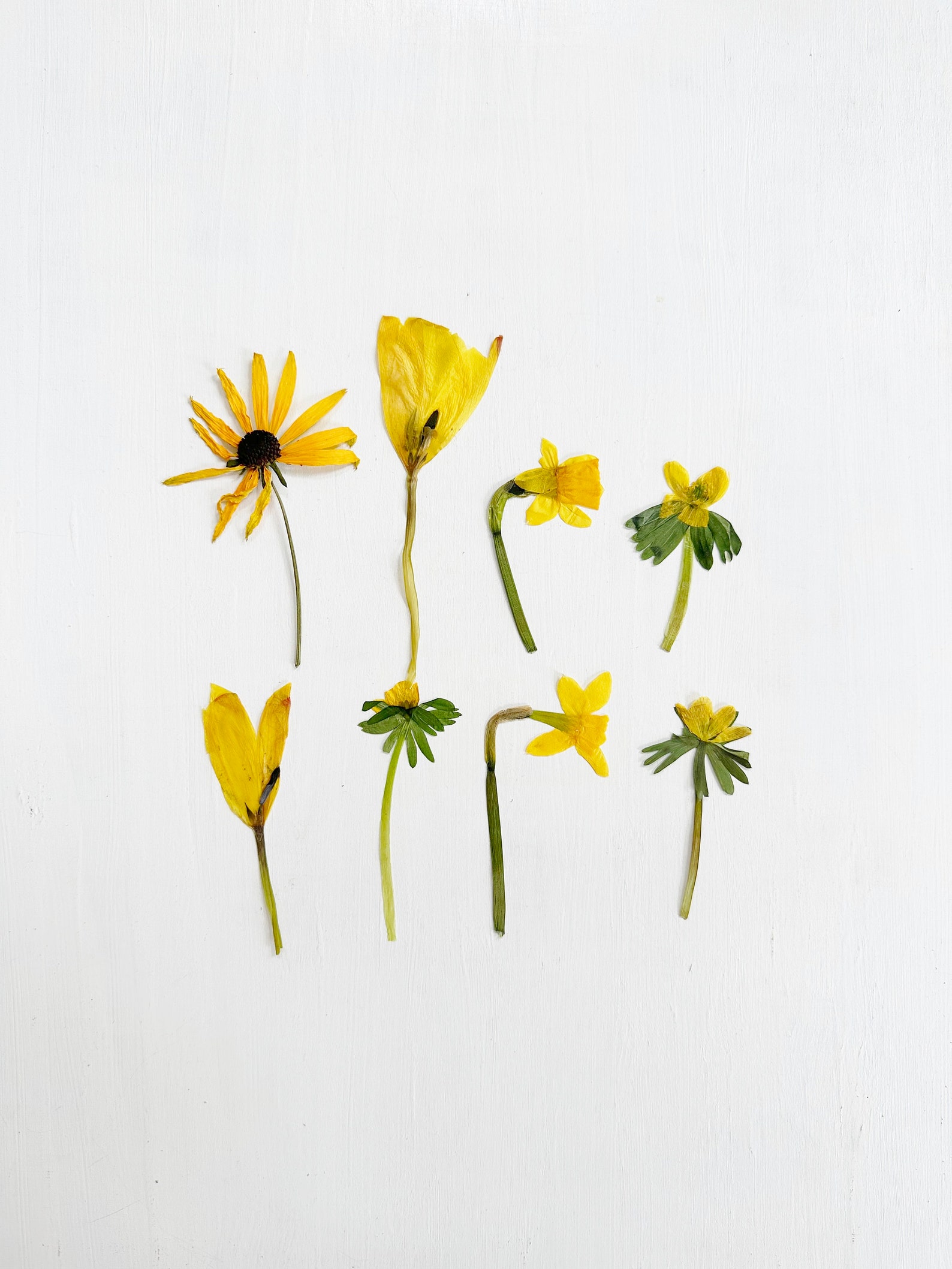Yellow Pressed Flowers Mix - Real Dried Flowers in Yellow Shades ...