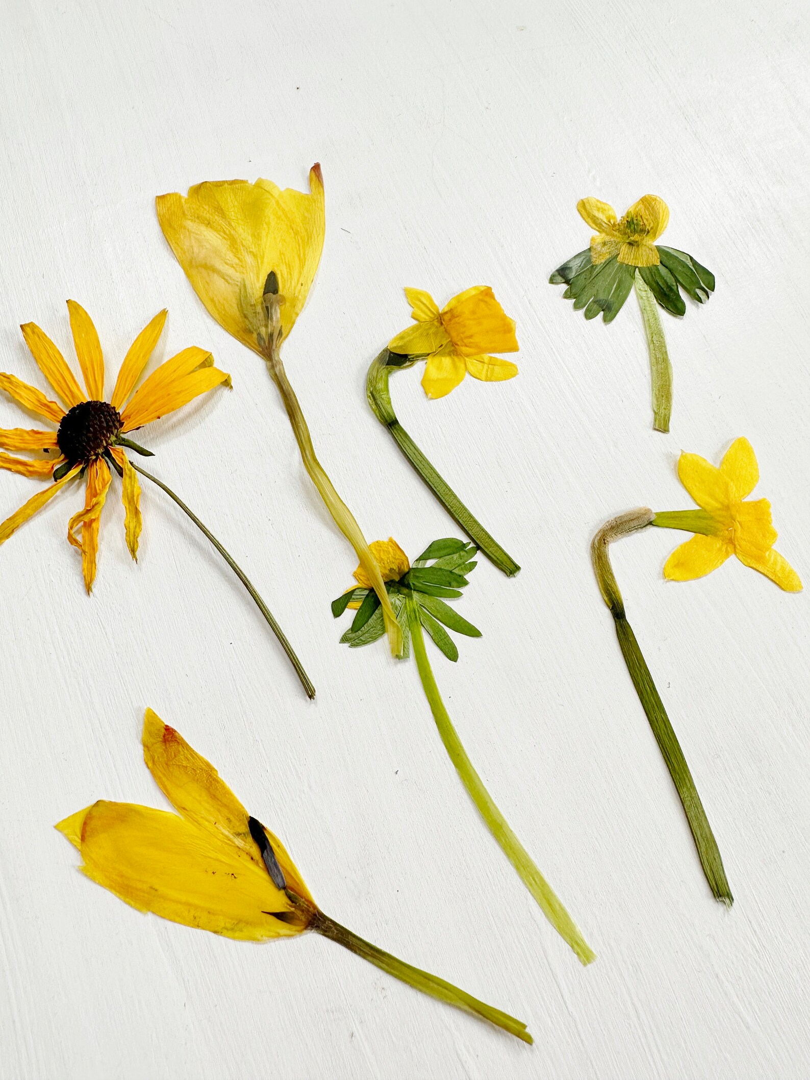 Yellow Pressed Flowers Mix - Real Dried Flowers in Yellow Shades ...