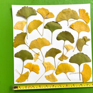 Pressed ginkgo leaves yellow and green ginko biloba 20 leaves grown in USA garden crafts, resin, jewelry, cards, wedding L/GINK 1 image 2