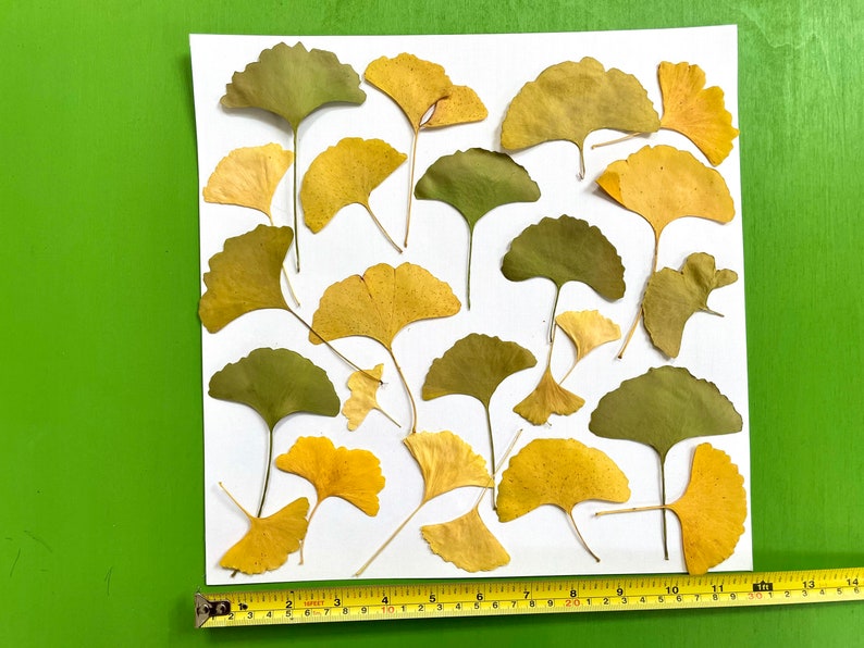 Pressed ginkgo leaves yellow and green ginko biloba 20 leaves grown in USA garden crafts, resin, jewelry, cards, wedding L/GINK 1 image 2